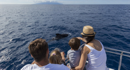 cetaceos_costa-sur_img_0716